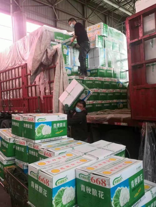 守好市民菜籃子 壽光 菜籃子 量足價穩(wěn)